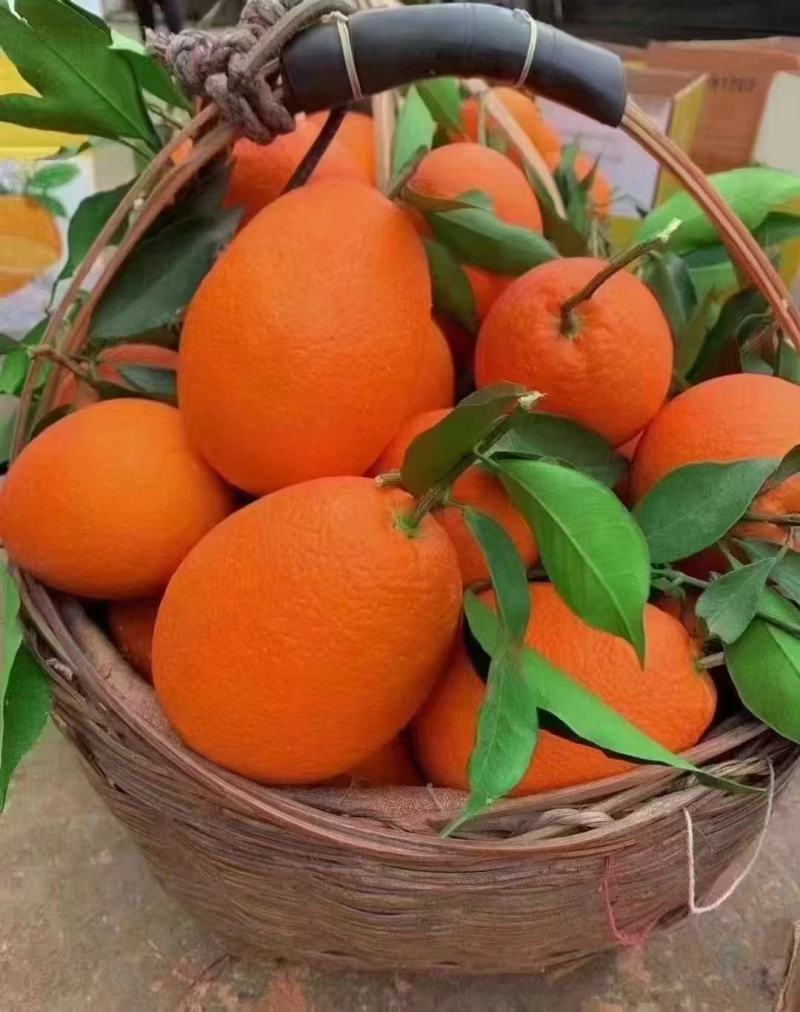 奉节脐橙