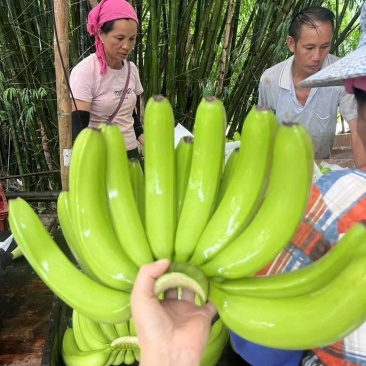 云南高山香蕉🍌欢迎来产地看货
