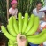 云南高山香蕉🍌欢迎来产地看货