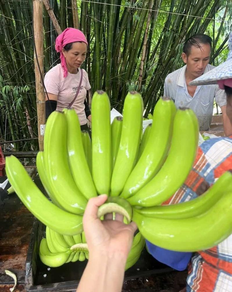 云南高山香蕉🍌欢迎来产地看货