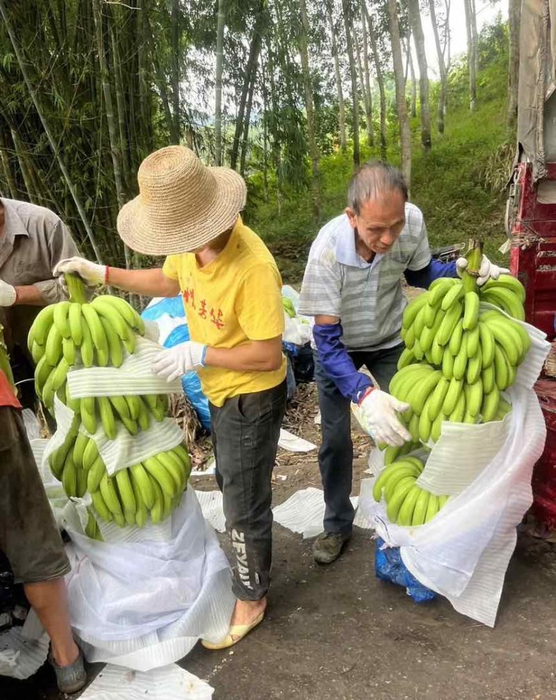云南高山香蕉🍌欢迎来产地看货
