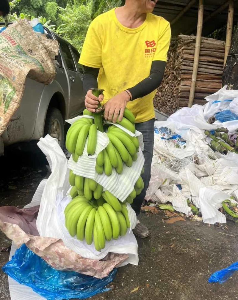 云南高山香蕉🍌欢迎来产地看货