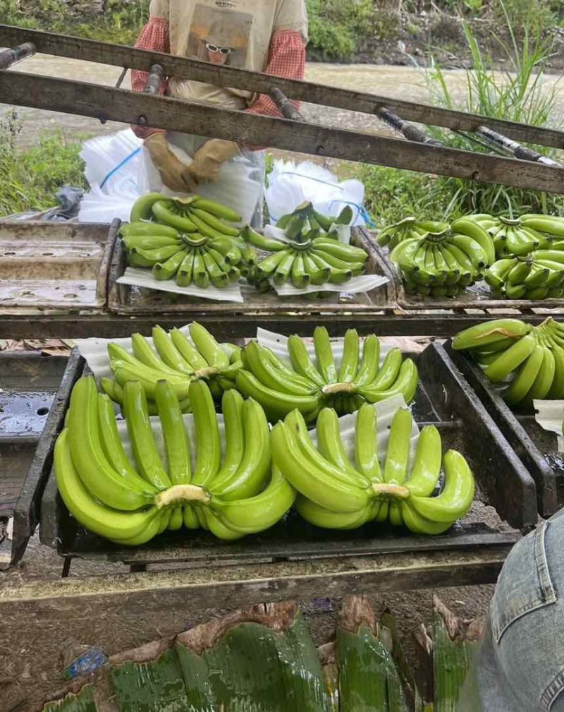 云南高山香蕉🍌欢迎来产地看货