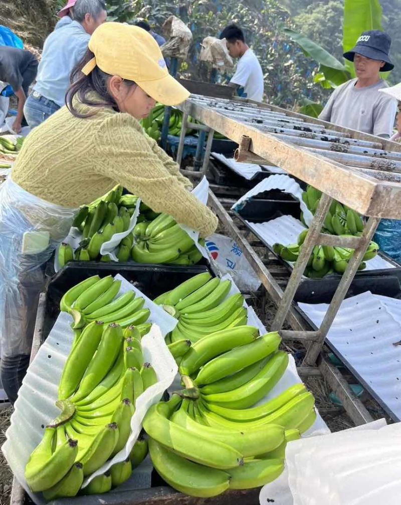 云南高山香蕉🍌欢迎来产地看货