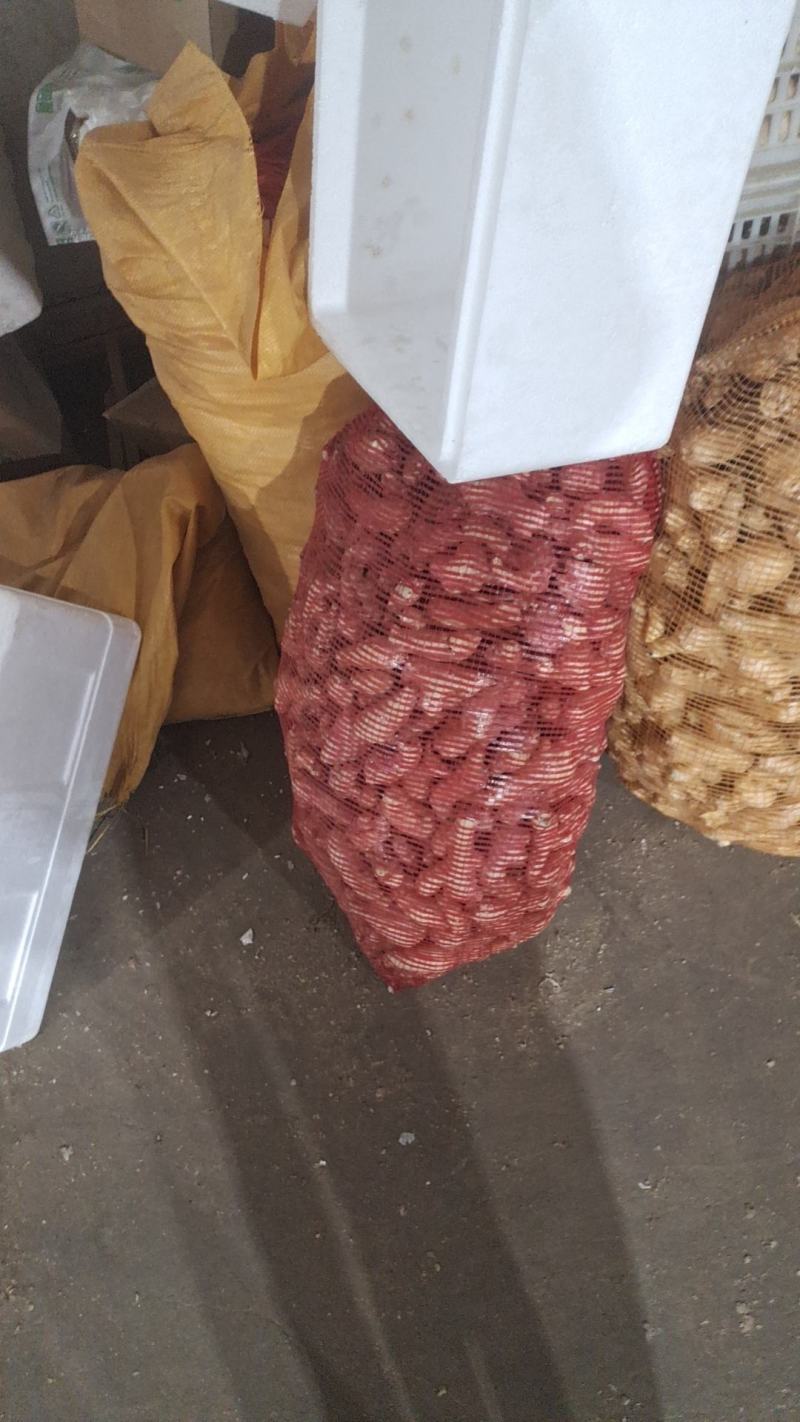 风干姜把大量有货，价格美丽