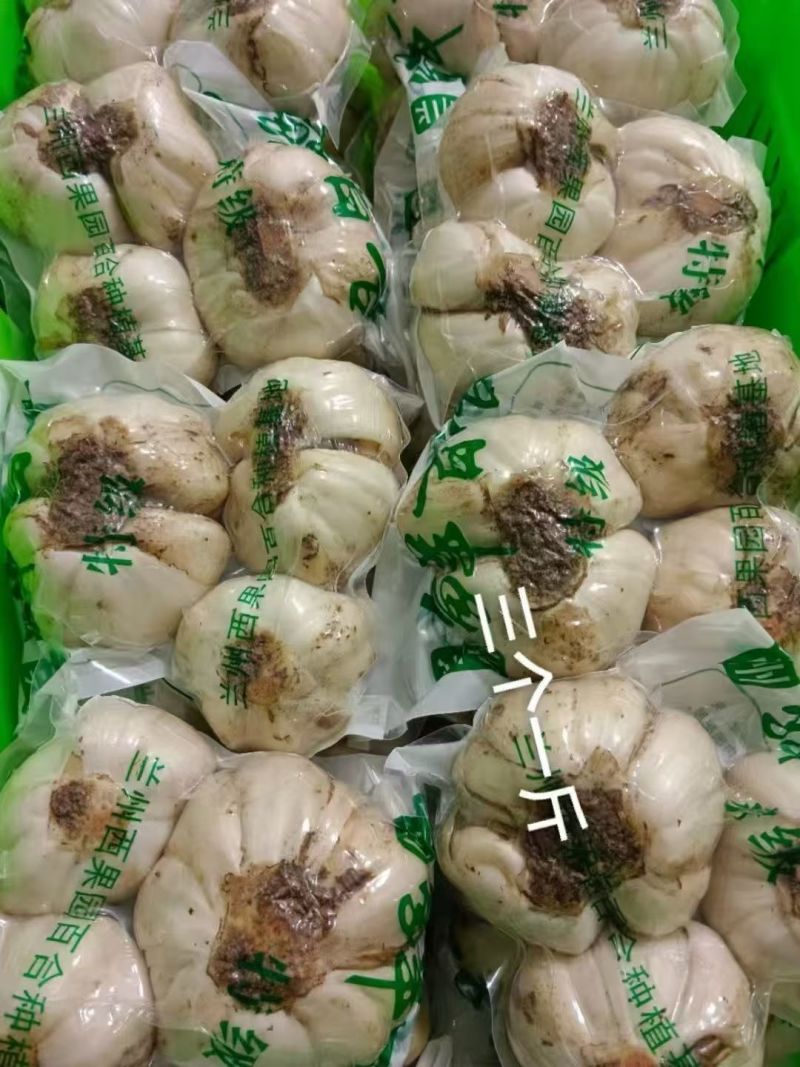 兰州百合冲击**自产自销