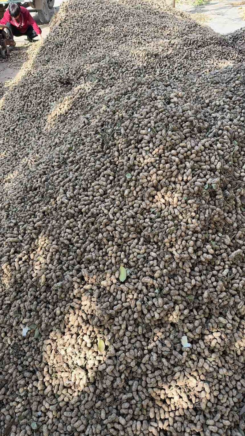 河南商丘干花生毛货