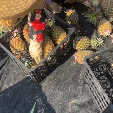 森壹水果贸易，果蔬直采，直发，批发，零售，一件代