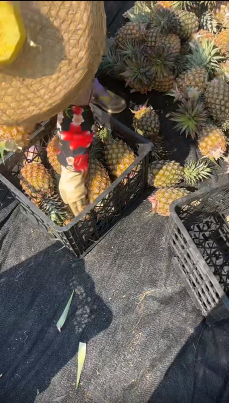 森壹水果贸易，果蔬直采，直发，批发，零售，一件代