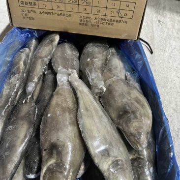 格陵兰比目鱼鸦片鱼整条鱼