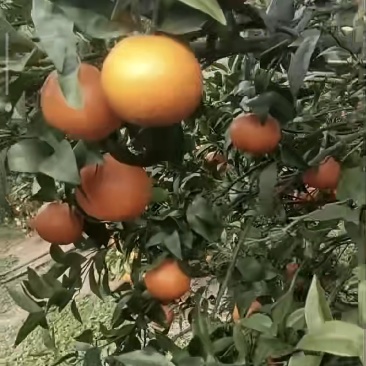 广西沃柑