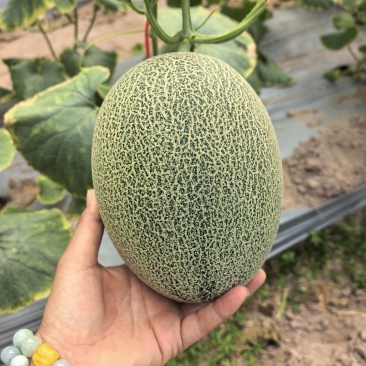 0.8一斤