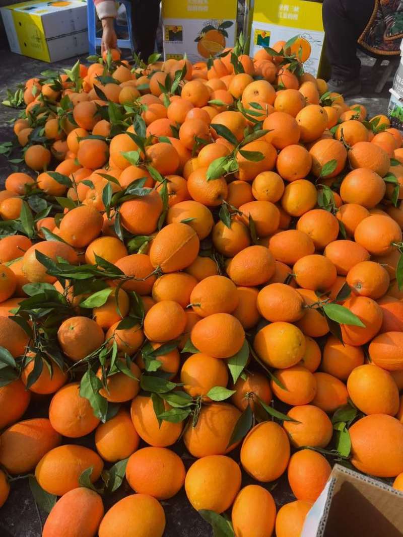 自家奉节脐橙，无代收费，又大又红，看货摘果，量大从优