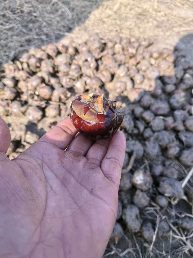 广西马蹄水润多汁