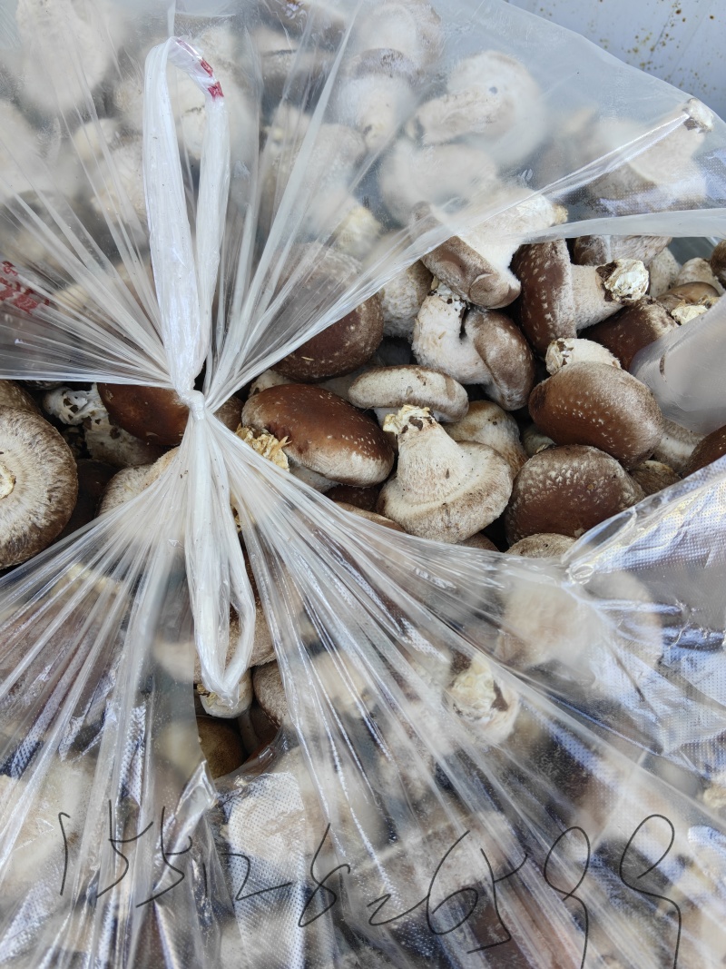 新鲜采摘香菇