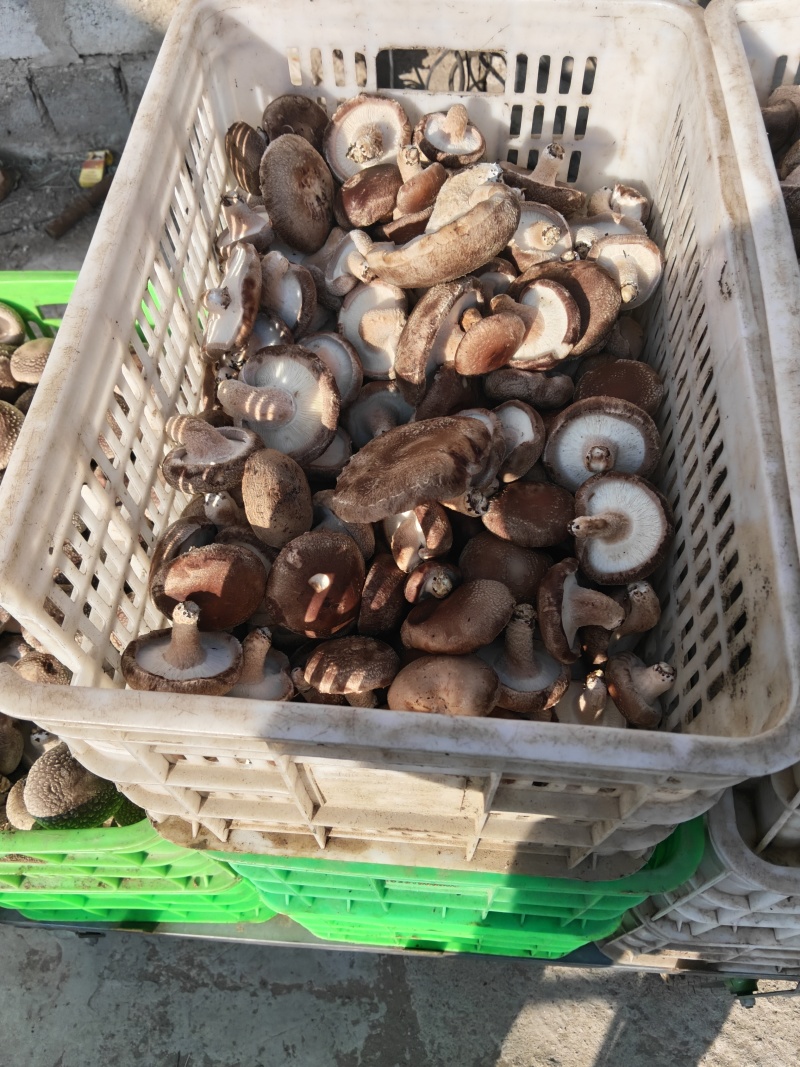新鲜采摘香菇