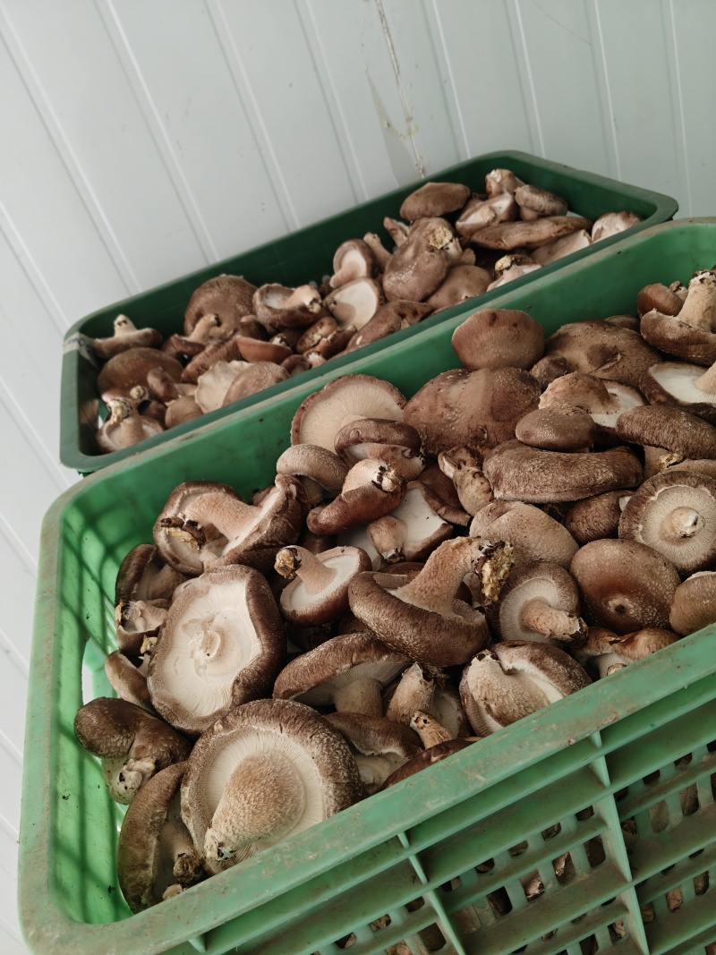 新鲜采摘香菇