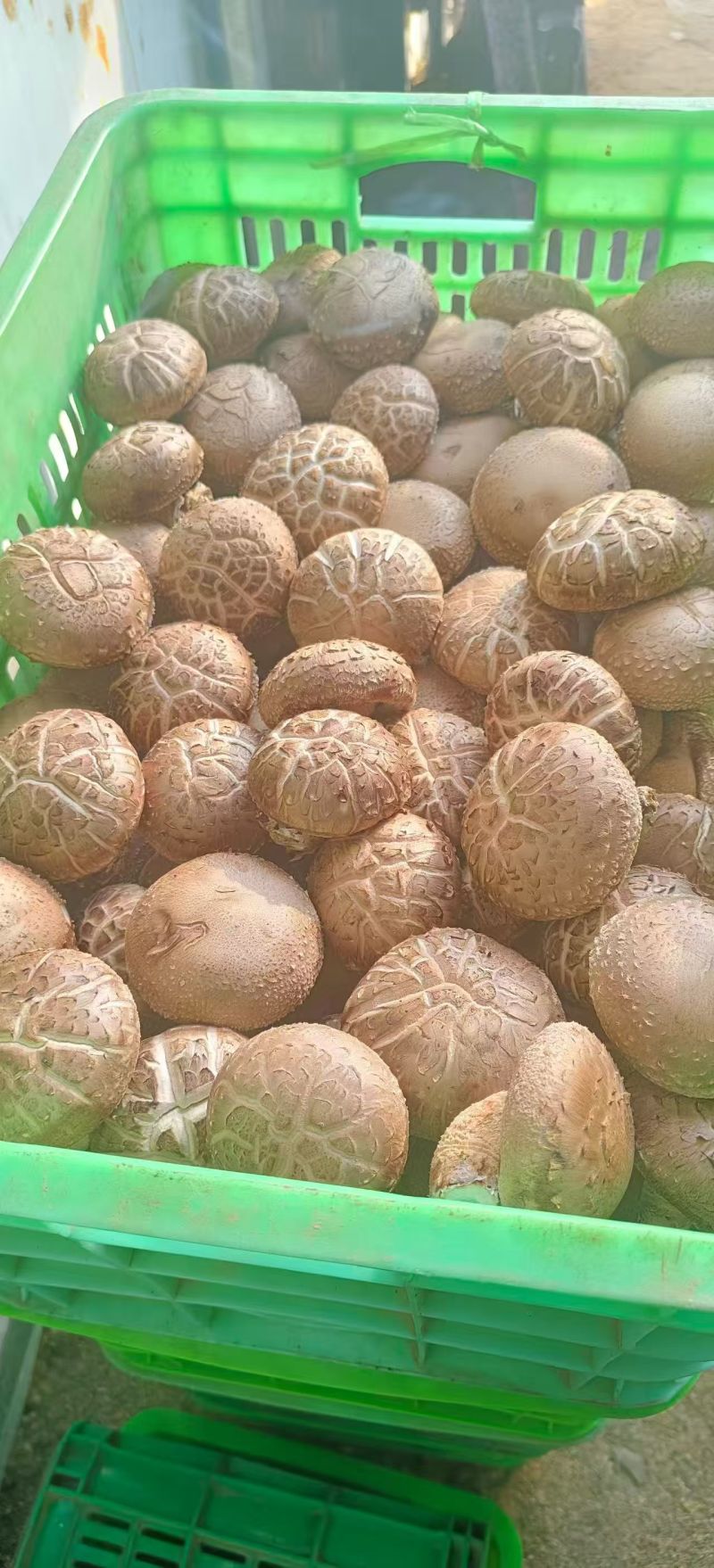 新鲜采摘香菇
