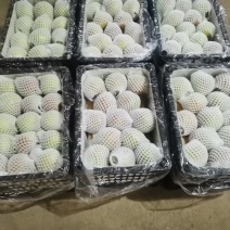 玉露香梨