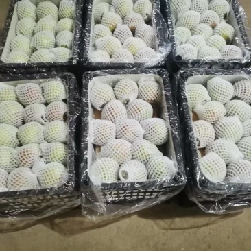 玉露香梨