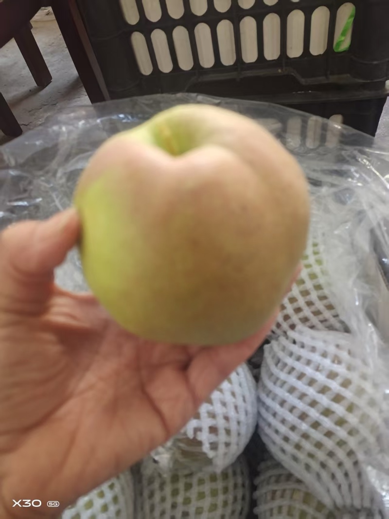 玉露香梨