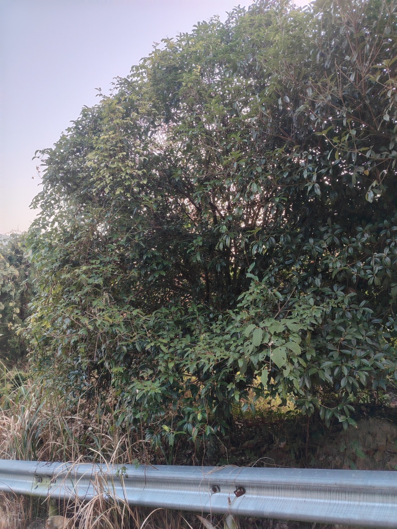 卖桂花树，20年树龄
