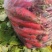 红萝卜