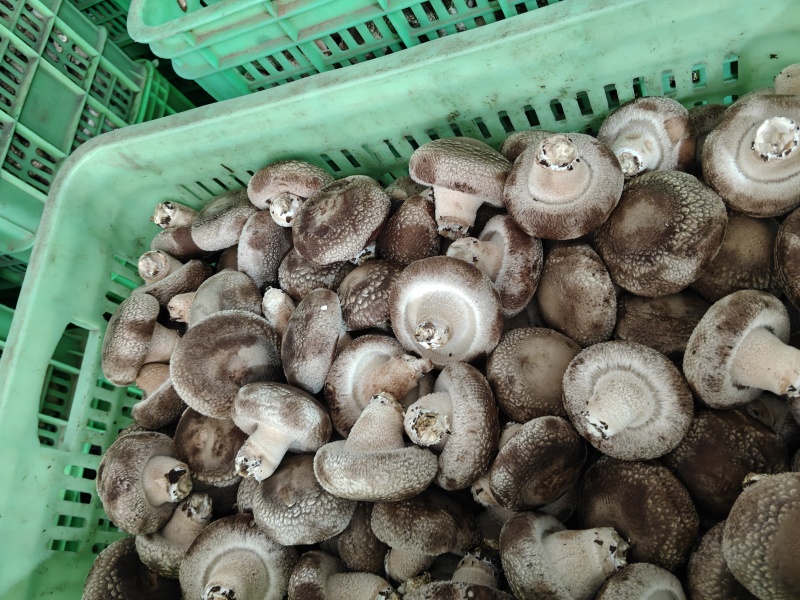新鲜采摘香菇