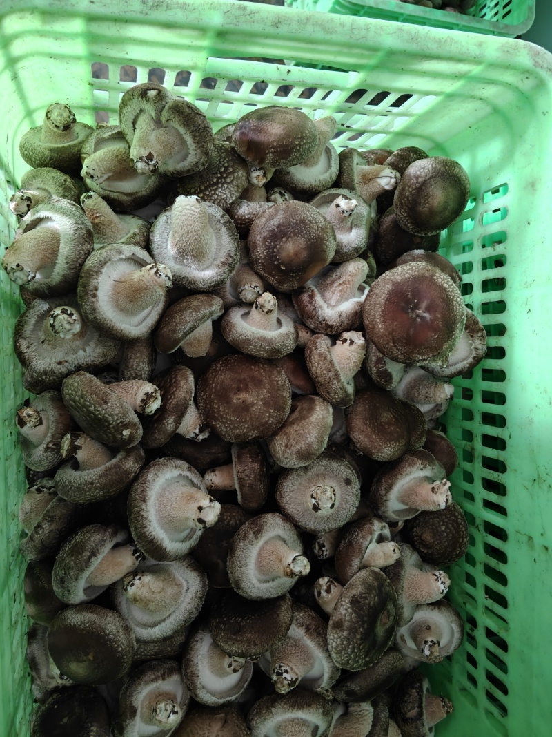 新鲜采摘香菇