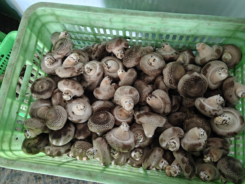 新鲜采摘香菇
