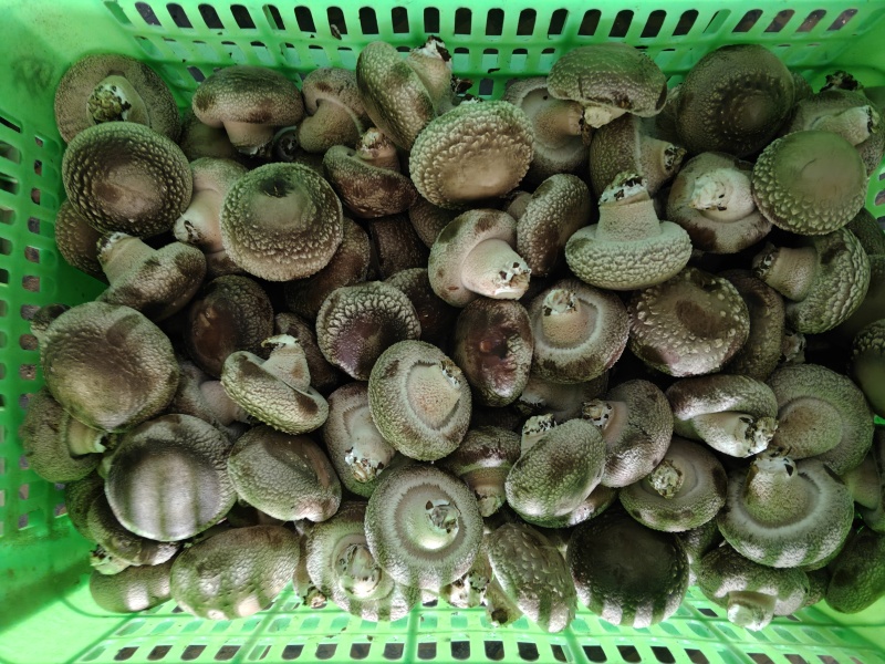 新鲜采摘香菇