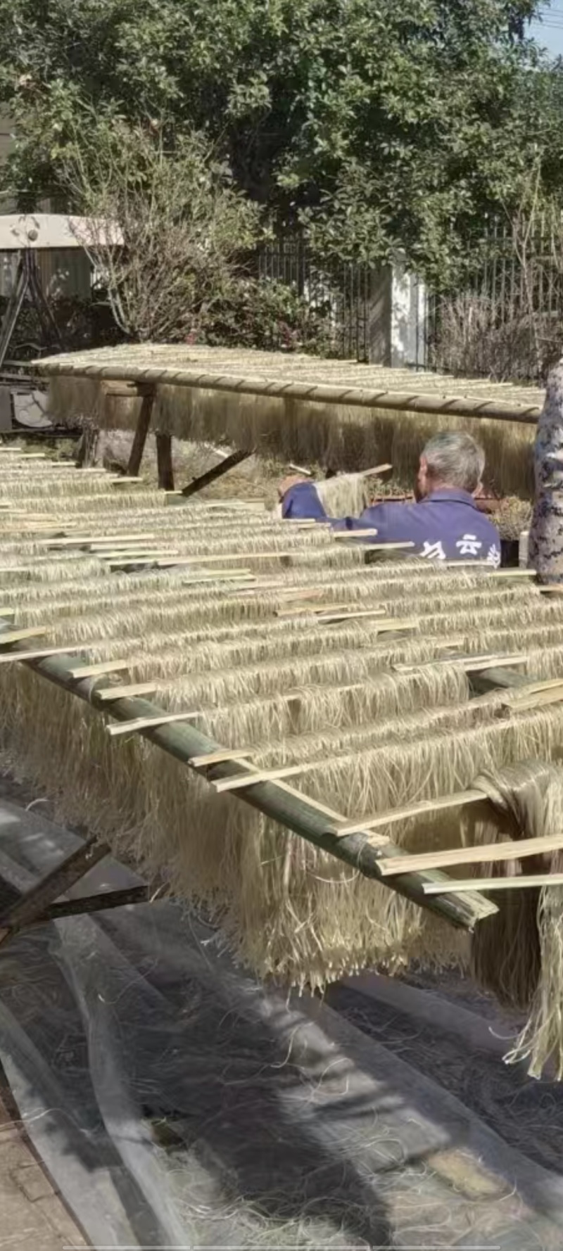 自家种植的纯正红薯粉条。