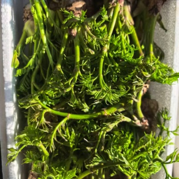 刺嫩芽