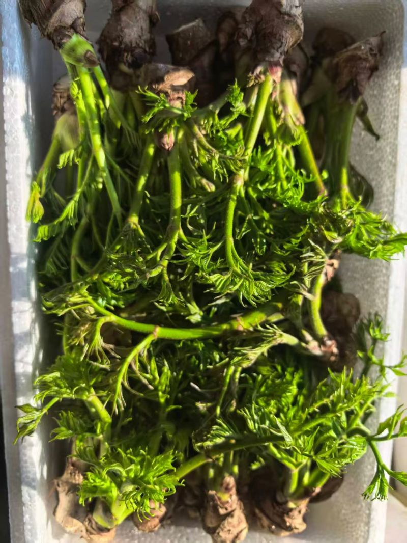 刺嫩芽