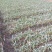 红根蒜苗