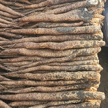 优质双沟截沟白玉山药特惠出售！一级货，二级货，统货，下脚料
