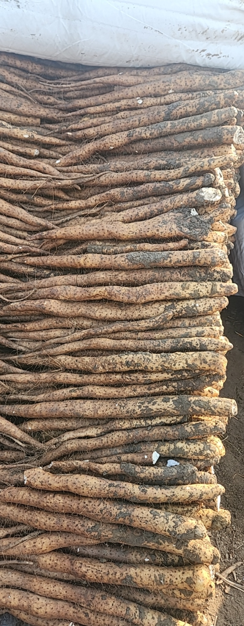 优质双沟截沟白玉山药特惠出售！一级货，二级货，统货，下脚料