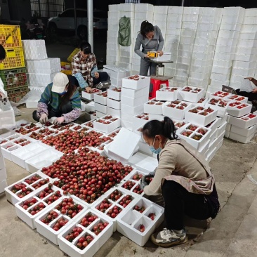圣女果广西原产地直发小番茄西红柿一件代发