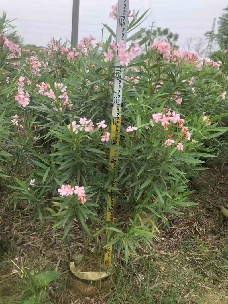 夹竹桃20-200高，各种规格，大量低价出售