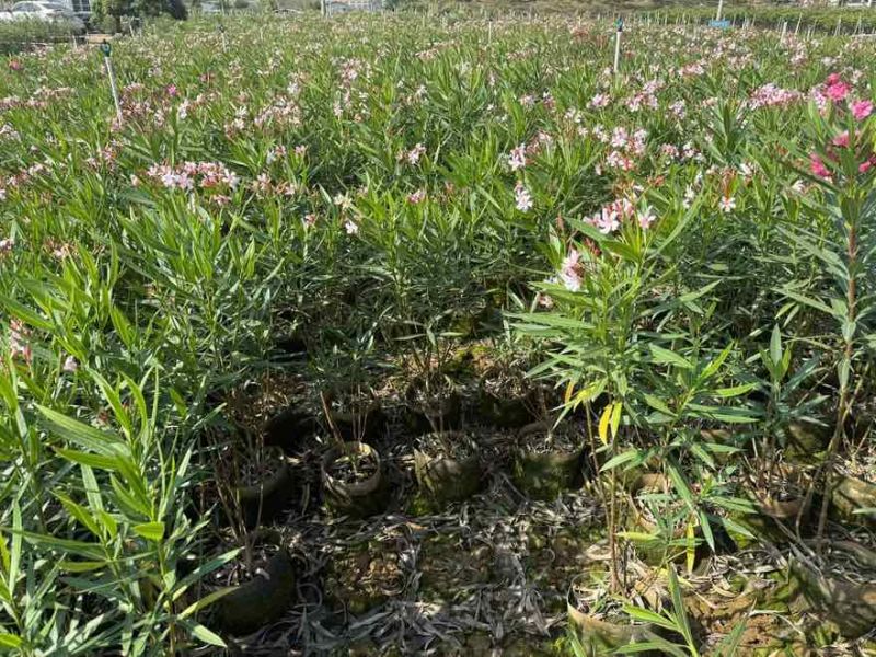 夹竹桃20-200高，各种规格，大量低价出售