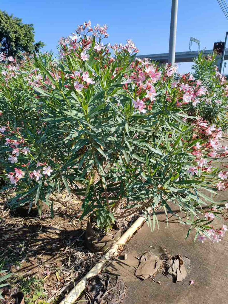 夹竹桃20-200高，各种规格，大量低价出售