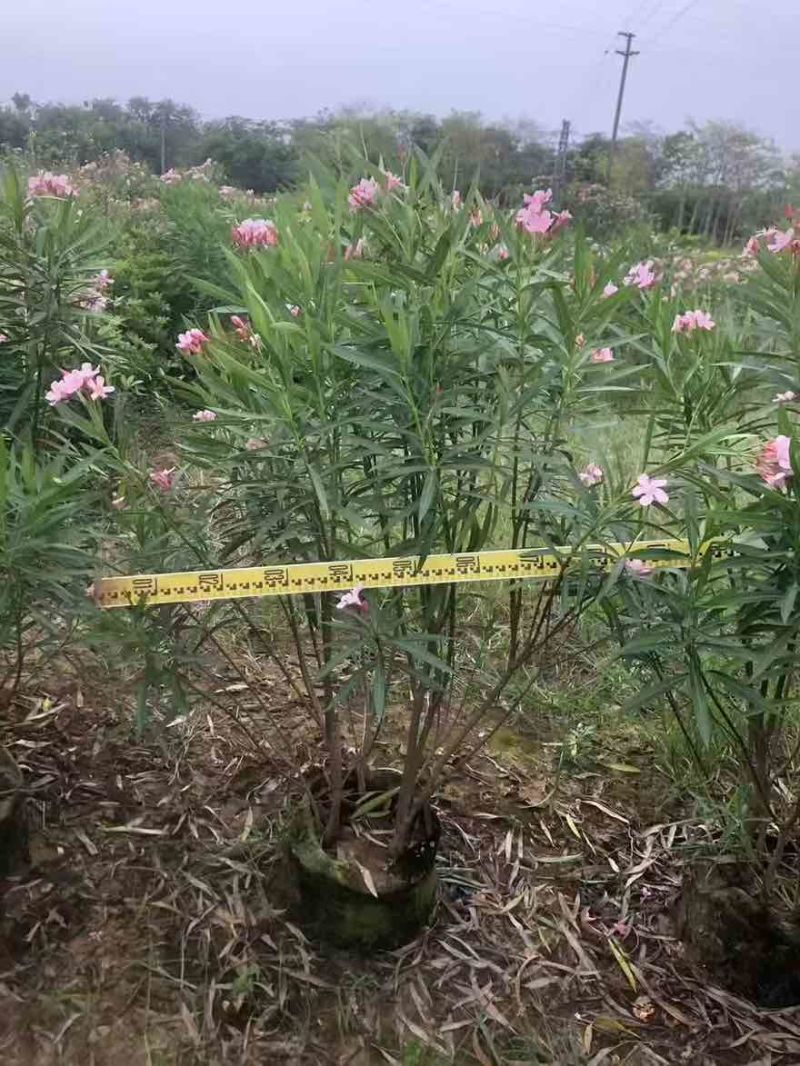 夹竹桃20-200高，各种规格，大量低价出售
