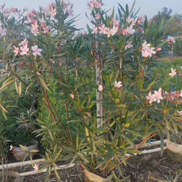 夹竹桃20-200高，各种规格，大量低价出售