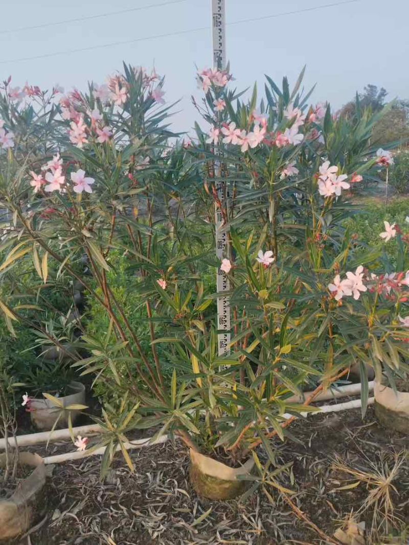 夹竹桃20-200高，各种规格，大量低价出售