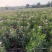 夹竹桃20-200高，各种规格，大量低价出售