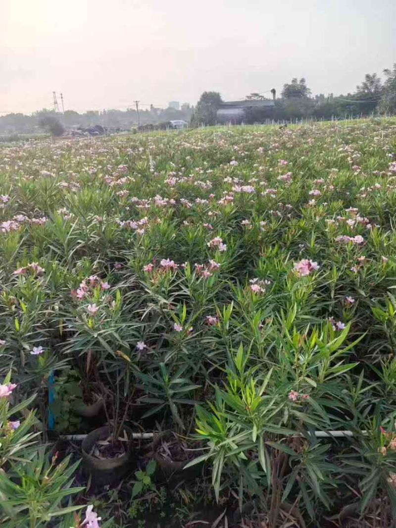 夹竹桃20-200高，各种规格，大量低价出售