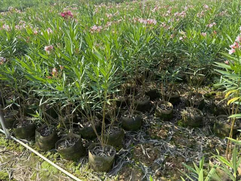 夹竹桃20-200高，各种规格，大量低价出售