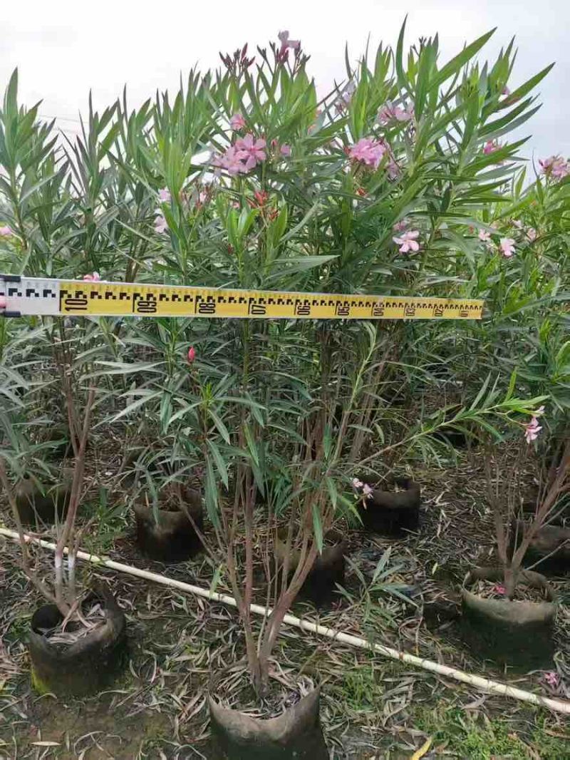 夹竹桃20-200高，各种规格，大量低价出售