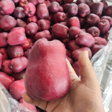 天水高原花牛苹果🍎