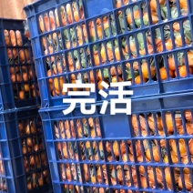 冰糖橙，沙糖桔批发